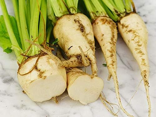 Miniatura 2 de Semillas de remolacha azucarera - Más de 250 semillas - Fabricado en Estados Unidos, se envía desde Iowa.