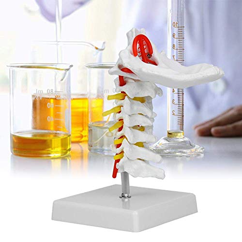 Modèle réduit colonne cervicale humaine avec artère et nerfs - 3