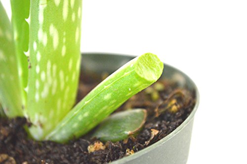 9Greenbox - Aloe Vera #TOP3