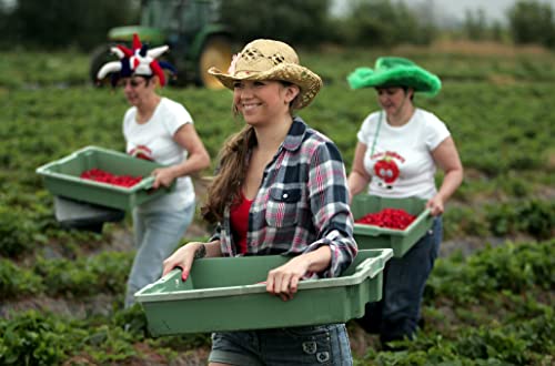 Tiptree Quince Conserve, 1x340g