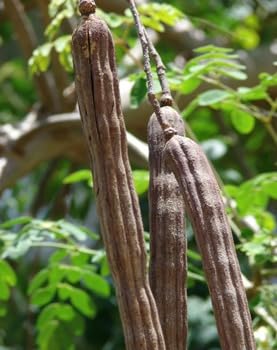 100 sementes de morimga olifera nova para plantio