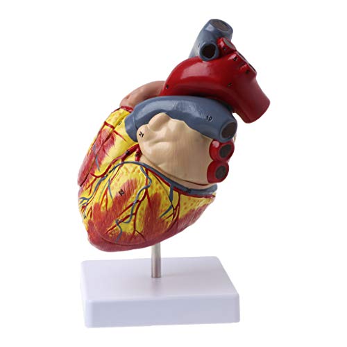 lehaha - Medical Teaching Model,Disassembled Anatomical Human Heart Model Anatomy Medical Viscera Organs Medical Teaching Resource Tool