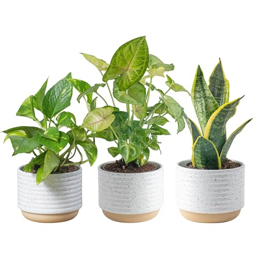 Costa Farms Live Plants (3 Pack), Easy to Grow Real Indoor Houseplants, Air Purifying Plants, Grower’s Choice in Home Décor Indoors Plant Pots, New House Gift or Room Décor