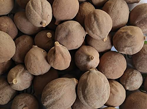 Baheda / ????? / bedda nuts/Terminalia bellirica/Bahera 200 GM