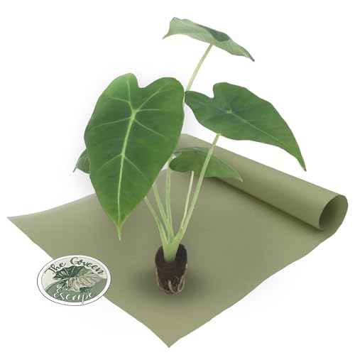 Alocasia Mayan Mask Starter Plant