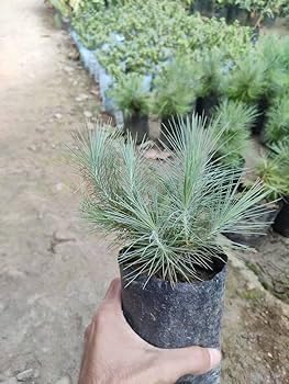 Pine Tree/Longleaf Chir Pine Live Plant||Air Purifying Plant||Healthy Indoor/Outdoor Home Garden ing Natural Plant|| Decorative Plant (pack-of-1 plant) A_2