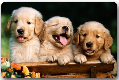 Dog Golden Retriever 15.7"(W) x 23.6"(H) Non-woven Fabric Multifuntional Doormat