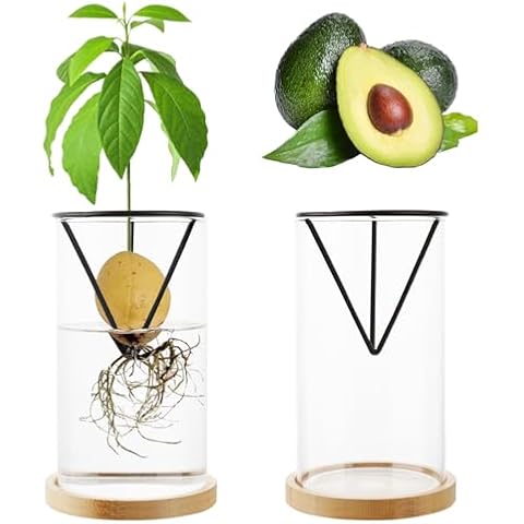 Uprony Avocado Tree Growing Kit 2PCS Avocado Growing Vase Seed Starter Wooden Base Avocado Glass Plant Pot Cover