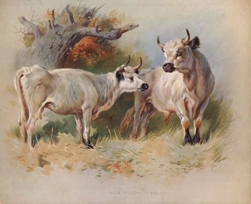 Affiche impression d'art Wild Cadzow Thorburn pour masquer les grands murs vides