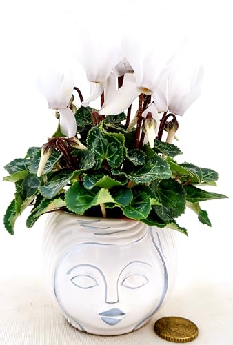 POWERS TO FLOWERS - CICLAMINO MICRO BIANCO, VERSIONE XXS, VASO 6CM Diametro, IN VASO CERAMICA SIGNORINA, piante vere