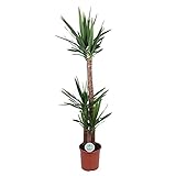 yucca filamentosa color guard  Yucca con Tres Troncos de 90cm, 45cm y 20cm Planta Natural de Interior