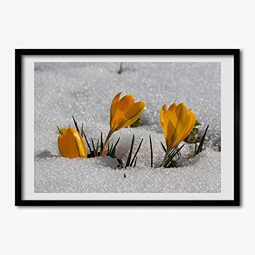 Peinture 70x50 cm Crocus dans la Neige avec cadre de tableau moderne