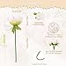 U'Artlines 2 Bouquet 10 Heads Artificial Peony Silk Flower Leaf Home Office Wedding Party Festival Bar Decor (Cream White)