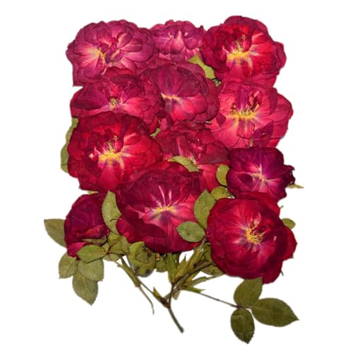 DoraMagic Dried Pressed Rose Set