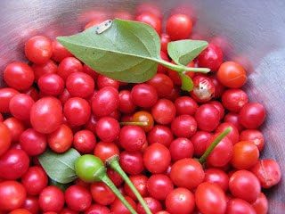Paquete de semillas de pimienta roja Chiltepin Heirloom Premium más Paquete de semillas de pimienta roja Chiltepin Heirloom Premium más