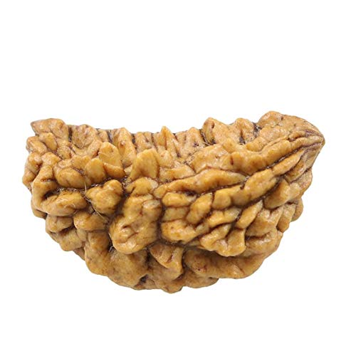 CaratYogi Natural 1 Face One Mukhi Rudraksha Bead Nepali para Chakra Curación Forma Kaju Espiritual Rudraksh Cover