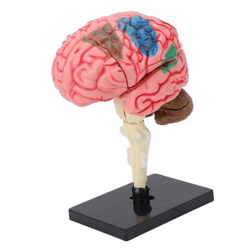 Human Brain Model for Neuroscience Teaching, Human Brain Anatomical Model Brain Model Neuroanatomy Structure Teaching Tool with Display Stand, for Science Classroom Study