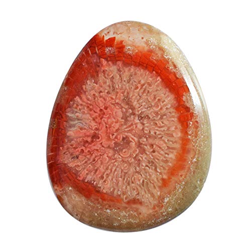 Corail agatisé de l'Utah pierre précieuse rouge fossile de 32 CTW pour pendentif spirituel