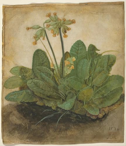 Impression d'art mural touffe de primevères Albrecht Dürer, affiche vintage de qualité 60x90