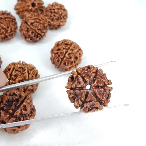 Image of Vado Certified 6 Mukhi Nepali Rudraksha with Authentic Lab Certificate Natural Beads (6 Mukhi)