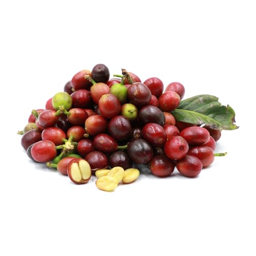 Genérico, Kit 5 Mudas de Cafe Arabica 20 a 40cm AMK - Plantas Online