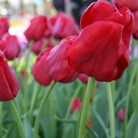 Votaniki Escape Triumph Tulip Bulbs – Pre-Chilled Since Fall for Faster Blooms | Vibrant Red Flowers, Long-Lasting & Easy to Grow | Premium Perennials for Spring Gardens & Indoor Forcing (25 Pack)