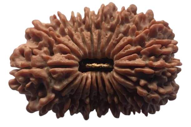 BluDiamond 21 Mukhi 21 Faced Nepali Rudraksha नेपाली इक्कीस मुखी रुद्राक्ष 21 मुखी रुद्राक्ष ओरिजिनल Ekkis Mukhi Rudraksha Original Certified Brown Twenty One Face Rudraksha Bead For Men men-image-24