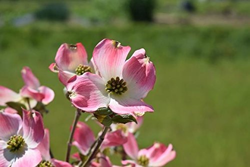 Amazon.co.jp: ハナミズキ ハナミズキ苗木 (ピンク花) : DIY・工具