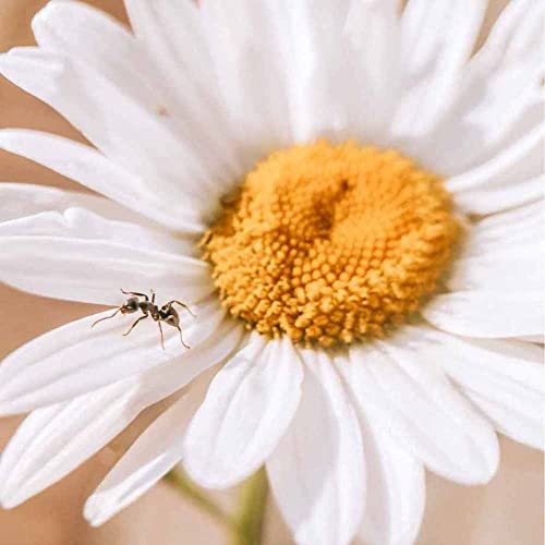 Image of Ulanzi 75mm Macro Phone Lens (1678) for Smartphone | Universal Clip-On Mobile Camera Lens | DSLR-Like Close-Up Photography | Multi-Layer Coated Lens | Compatible with iPhone & Android
