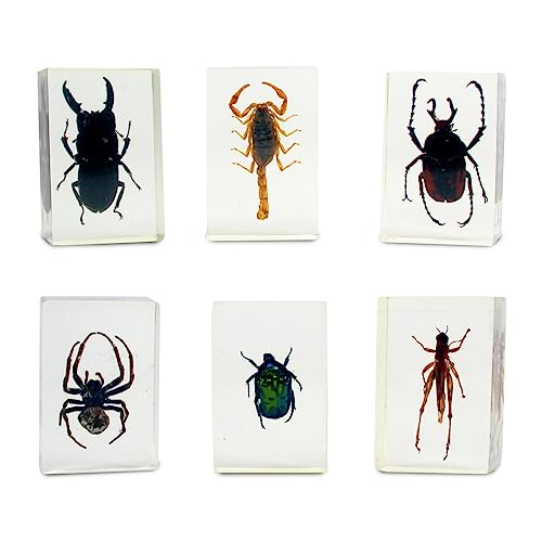 Image of Geoworld Nature Collection Insects in Resin: 12 Insects - Scorpion, Spider, Beetles and More - STEM Education or Collection Set