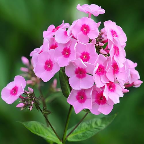 Fresh 100Pcs Pink Phlox Flower Seeds