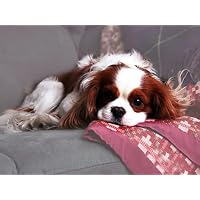 Amazon | ダイヤモンドペインティング キャバリアキングチャールズ