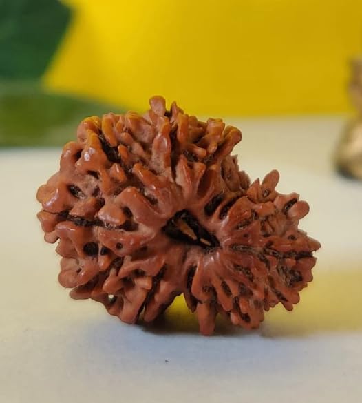 Premium Natural Garbh Gauri Rudraksha Bead – Lab Certified Holy Bead for Mother-Child Bonding, Harmony, and Blessing प्राकृतिक गर्भ गौरी रुद्राक्ष – माता पार्वती और भगवान गणेश का दिव्य स्वरूप-image-20