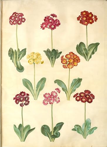 Tableau Primula Pubescens pour habiller un grand mur vide avec art vintage 60x90