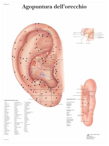 3B Scientific vr4821l Acupuncture Of The Ear, 1