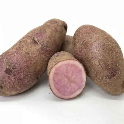 �k�C�� ���Ⴊ���� �m�[�U�����r�[ �k�C���Y ���Ⴊ���� 10kg M����2L�T�C�Y �W���K�C�� ��� ���Ⴊ����