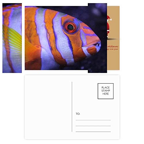 Cartes postales organismes marins lot de 20 idée cadeau pour passionnés
