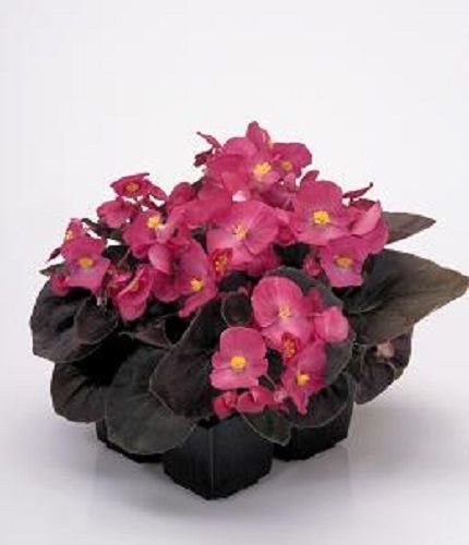 Bellissima Begonia Night Deep Rose Flowerleaf Bronzeannual
