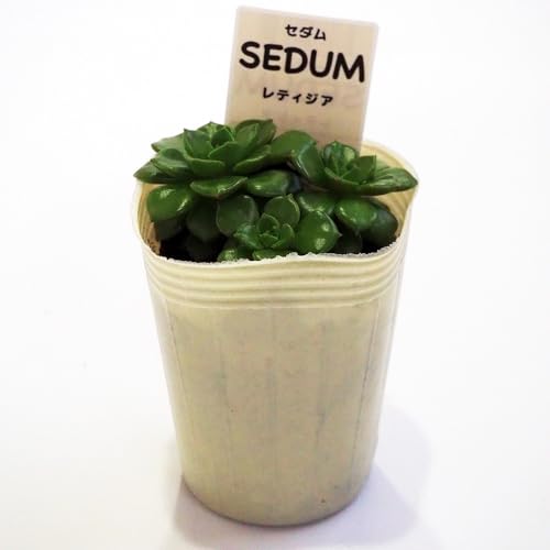 ITANSE セダム レティジア 2.5号 2個セット 品種で選べる多肉植物 学名 Sedeveria Letizia/ベンケイソウ科セデベリア属 耐寒性常緑多年草 (多肉植物) /原産地 メキシコなど/別名 万華鏡 セデベリア レティジア