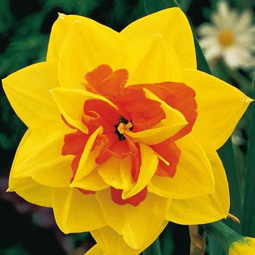 See full amazon price history chart for Radha Krishna Agriculture® Tahiti Daffodils of The Most Beautiful Flowers | Pack Of 2 Bulbs for Your Garden Radha Krishna Agriculture® Tahiti Daffodils of The Most Beautiful Flowers | Pack Of 2 Bulbs for Your Garden (B08FYTD2XH) Amazon Price History, Amazon Price Tracker