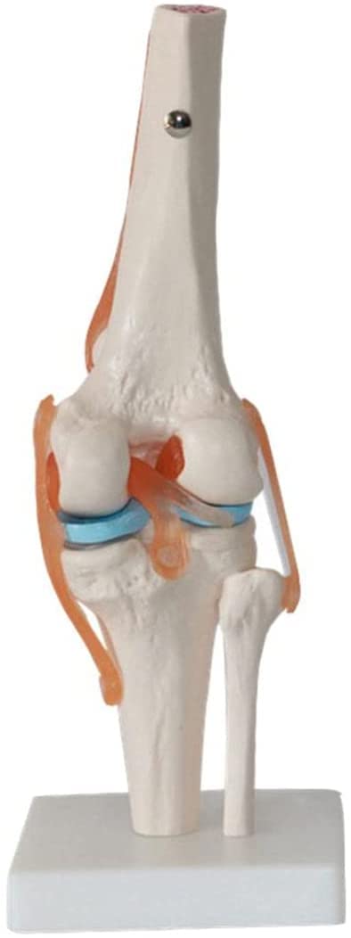 Model anatomiczny stawu szkieletowego człowieka naturalnej wielkości z więzadłami, 6-częściowy zestaw do edukacji i szkoleń z anatomii
