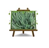 Rosmarinus Officinalis Prostratus Plantas Cobertura Del Suelo En Planta en Florero: 14 CM