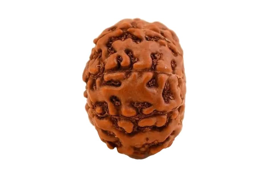 Image of Vado Certified 9 Mukhi Jawa Rudraksha with Authentic Lab Certificate Natural Indonesian Beads (9 Mukhi)