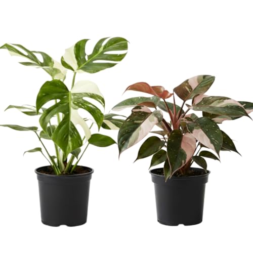 2 Thai Constellation Monstera Plant, Red Philodendron | 2 Collection