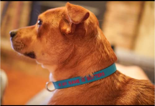 FlowerTown Personalized Dog Collar with Embroidered Name and Phone Number, Custom Dog ID Collars 4 Adjustable Sizes with Safety Release Buckle and D-Ring (Normal), Blue - Image 8