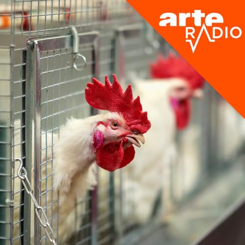 [D&Eacute;BAT] Sommes-nous entr&eacute;s dans la civilisation du poulet ?