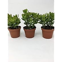 Jade Plant - Crassula ovuta - Easy to Grow - 4" Pot/Unique-from jmbamboo 2
