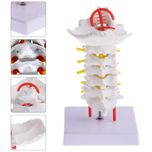 Modèle colonne cervicale pédagogique pour aide à l'explication