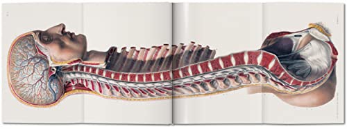 Image of Bourgery. Atlas of Human Anatomy and Surgery: The World as a Stage