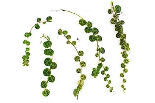 String of Turtles | Onrooted snijdingen 5 onrooted snijdingen - Afbeelding 3